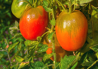 Image showing Tomatoes ripen on the branches of a Bush.