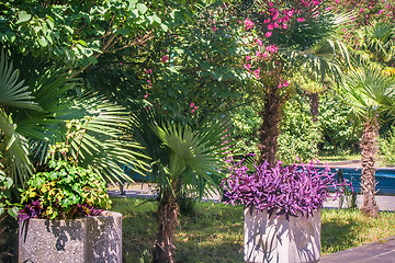 Image showing Alley in the Park with beautiful southern flowering plants.