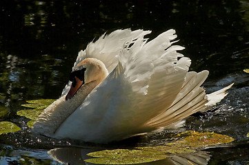 Image showing male mute swan