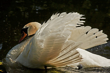 Image showing mute swan