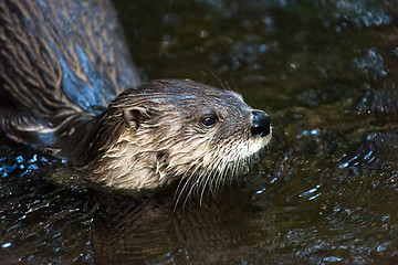 Image showing Otter