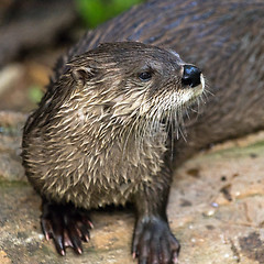 Image showing Otter