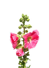 Image showing Common hollyhock (Alcea rosea)