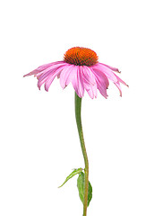 Image showing Purple coneflower (Echinacea purpurea)