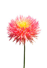 Image showing Dahlia flower