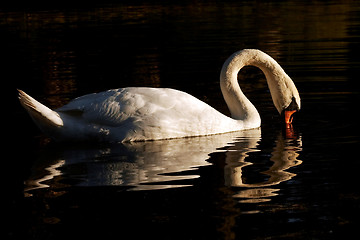 Image showing swan with reflection