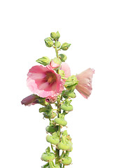 Image showing Common hollyhock (Alcea rosea)