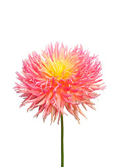 Image showing Dahlia flower