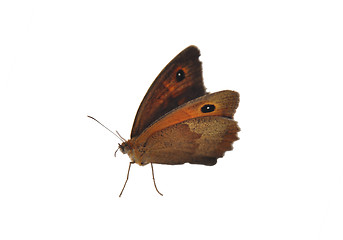 Image showing Meadow brown (Maniola jurtina)
