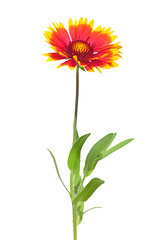 Image showing Blanket flower