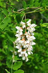 Image showing Black locust (Robinia pseudoacacia)