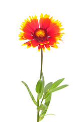 Image showing Blanket flower