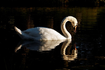 Image showing swan