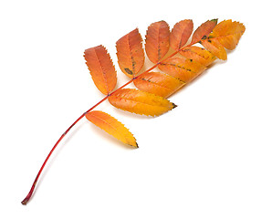Image showing Autumn leaf of rowan on white background