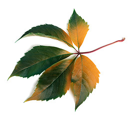 Image showing Autumnal multicolor grapes leaf (Parthenocissus quinquefolia fol