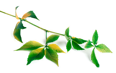 Image showing Multicolor grapes leaves 