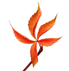 Image showing Orange autumnal grapes leaf (Parthenocissus quinquefolia foliage