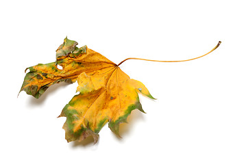 Image showing Autumn yellowed dry maple-leaf on white background