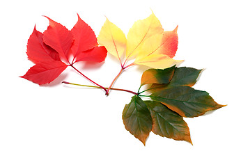 Image showing Three multicolor leafs (Virginia creeper leaves)