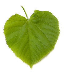 Image showing Green tilia leaf