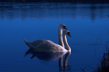 Image showing pair of swimming swans