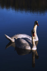 Image showing pair of swans