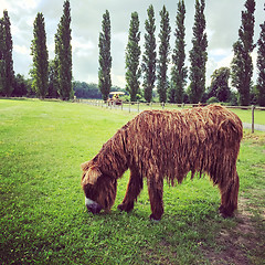 Image showing Poitou donkey grazing on green pasture