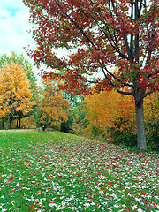 Image showing Autumn landscape with green lawn and colorful trees