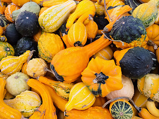 Image showing Bright orange gourds and squashes