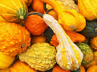 Image showing Orange gourds of different shapes