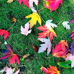 Image showing Bright maple leaves on green grass