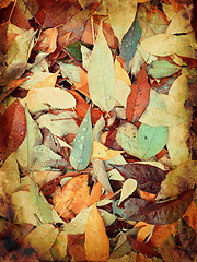 Image showing Withered dry leaves in raindrops