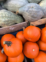 Image showing Blue Hubbard squashes and Pie pumpkins