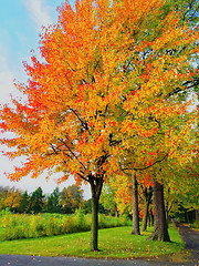 Image showing Bright autumn trees in a park