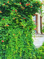 Image showing Facade of an old building covered with ivy