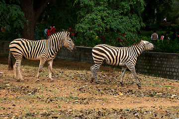 Image showing Two Zebras