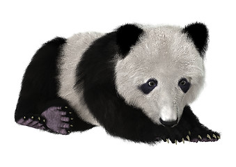 Image showing Panda Bear Cub