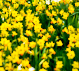 Image showing in london yellow flower field nature and spring