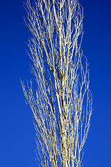 Image showing dead wood in the   morocco  