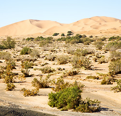 Image showing  bush old fossil in  the desert of morocco sahara and rock  ston