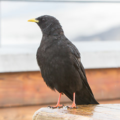 Image showing Alpine Chough (Pyrrhocorax graculus)