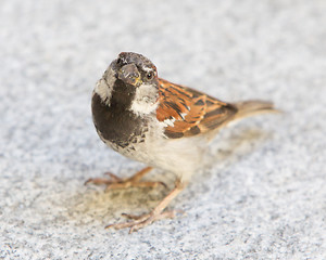 Image showing Male sparrow begging