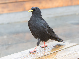 Image showing Alpine Chough (Pyrrhocorax graculus)