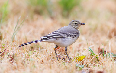 Image showing Yellow wagtail, female