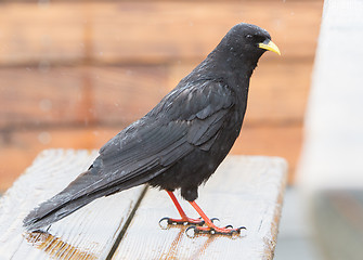 Image showing Alpine Chough (Pyrrhocorax graculus)