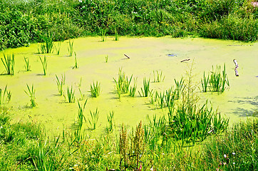 Image showing Pond overgrown with duckweed