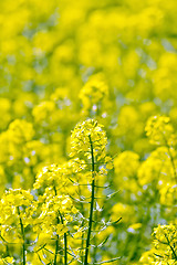 Image showing Colza yellow flower on field