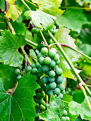 Image showing Grapes unripe green