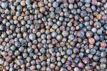 Image showing Juniper texture