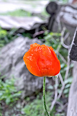 Image showing Red poppy on gray background